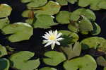 American waterlily